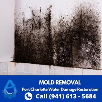 Black Mold Removal